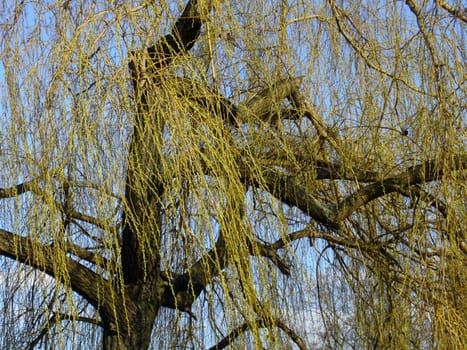 Spring tree