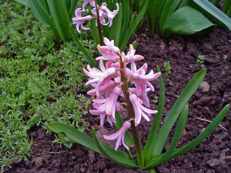 Hyacinth