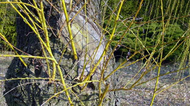 Branch scar