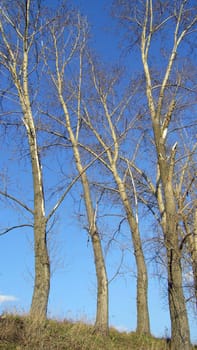 Three Trees