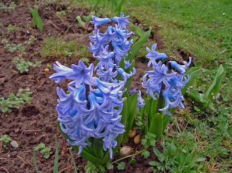 Hyacinth