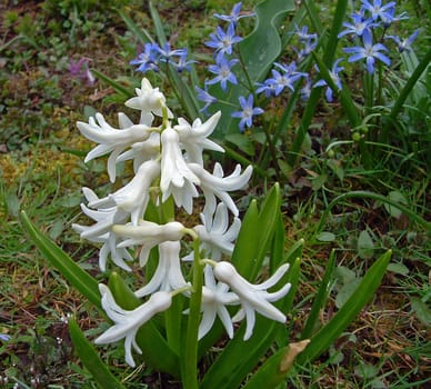 Hyacinth