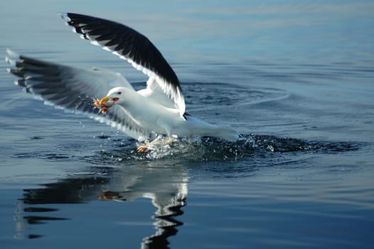 Unfortunately,this photo is not one hundred percent sharp,but the challenge of photographing a seagull in the swinging boat in the departure was probably a bit big:-) Just as even one fish was spotted by a seagull near our fishing rod,the