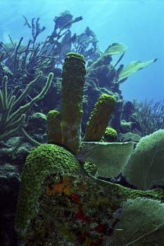 Tube sponges in the coral reef