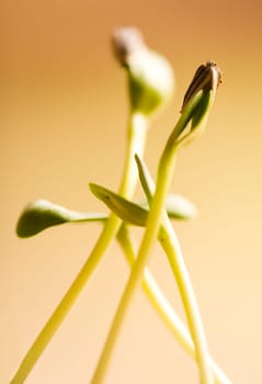 Sprout