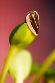 Sprout