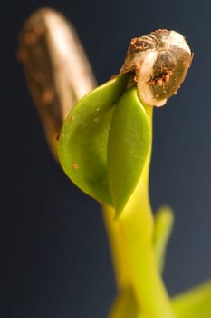 Sprout