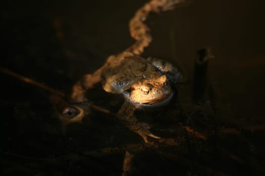 Lonely toad (Bufo bufo) in a pond