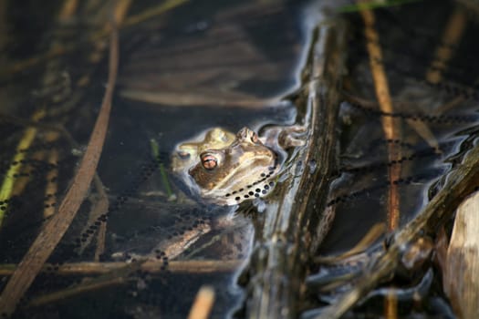 The spawning business of these common toads will soon be done