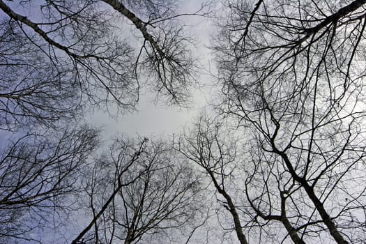 Looking up