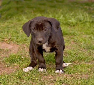 from the small gang of rattles,an explosive mixture: Mother : Rhodesian Ridgeback / Rottweiler Father: Podengo