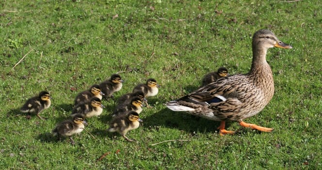 The first ducklings with us in the Pader spring area.... I wish everyone here a happy Easter!!! LG Bea