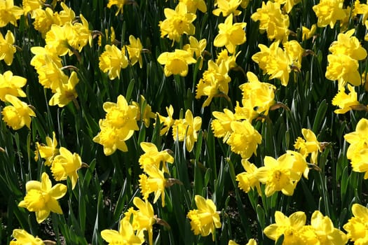 Field of daffodils