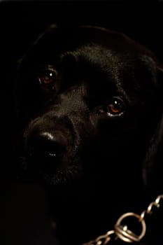 Black Dog
