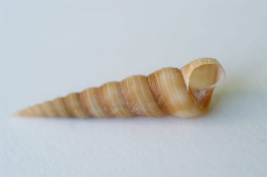 Mussel 06