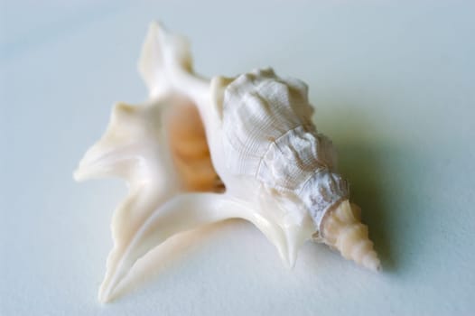 Mussel 07