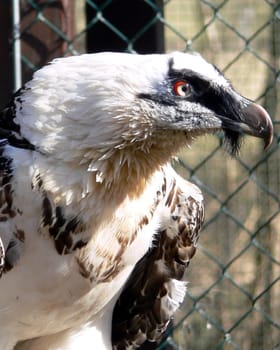 Bearded vulture