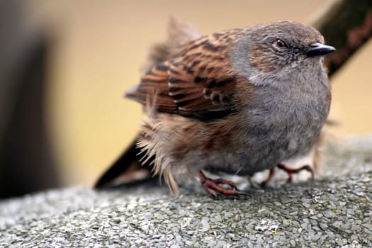 Still visibly dazed after it flew against my window pane. But after the bird recovered,it flew up again and away.