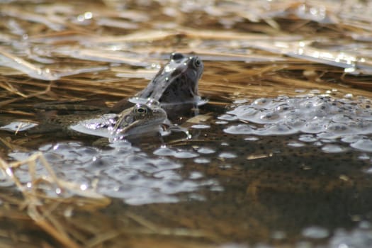 Usually in April or May you can hear the different sounds of the largest of our frogs on larger bodies of water. The sea frog,a representative of the green frogs,likes to stay on the edge of overgrown,open waters,where it sunbathes. In doing so,he is always