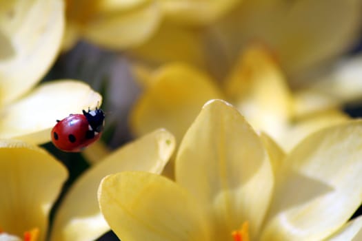 The ladybug family,Coccinellidae,is represented in Central Europe with about 90 species,with those with red and yellow elytra with black dots predominating. Ladybugs are very useful,as they are mainly affected by aphids and scale insects
