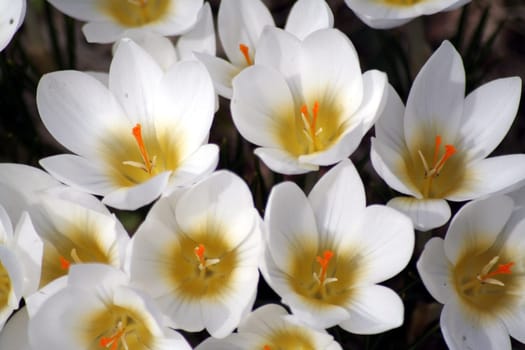 Crocuses