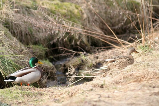 The new inhabitants by the stream