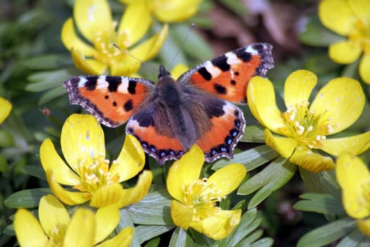 Small tortoiseshell
