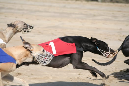 fast as the wind