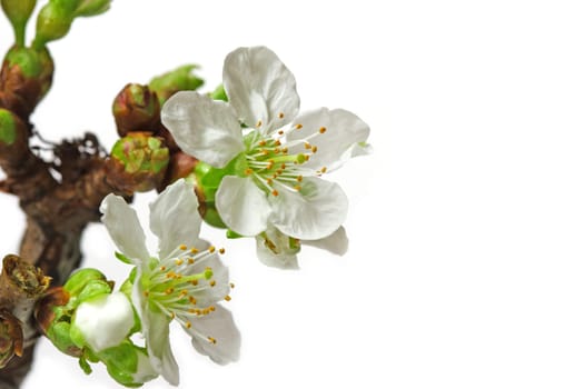 the first cherry blossoms