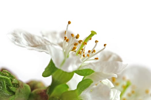 Cherry blossom