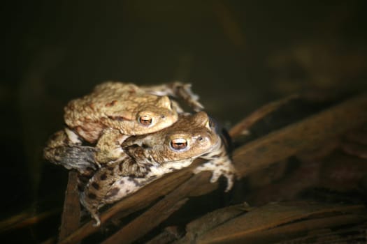 Two common toads in their spawning grounds