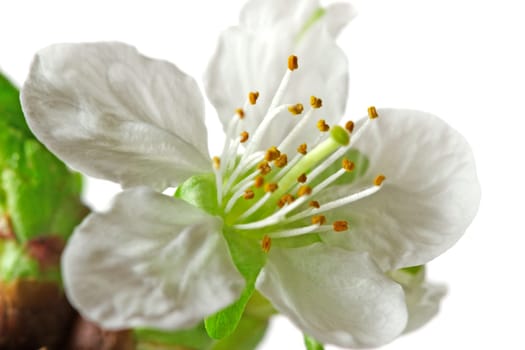 Cherry blossom