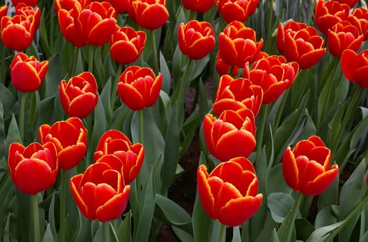 Flowerage