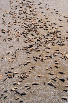 Mussels 01