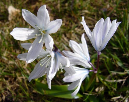 Lily