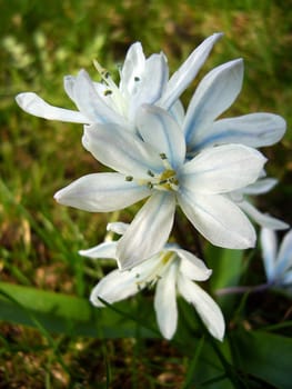 Lily