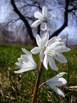 Lily