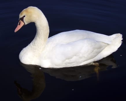 Swan