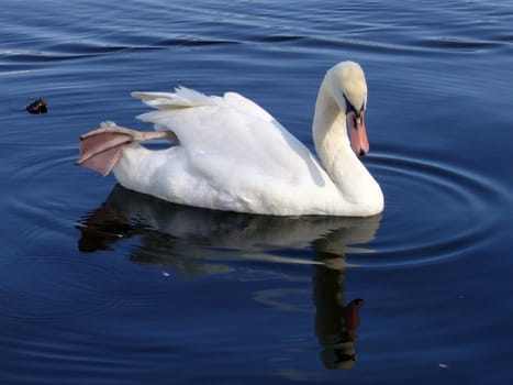 Swan