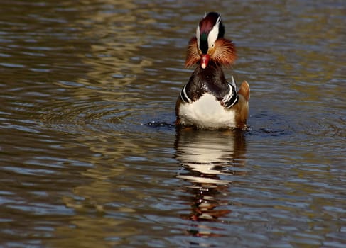 Fluffed up