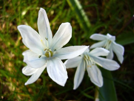 Lily