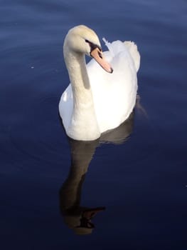 Swan