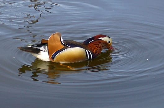 Duck
