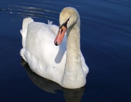 Swan
