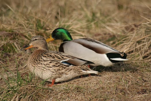 Pair of ducks