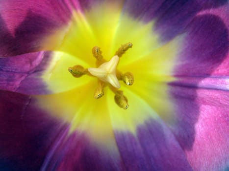 Tulip