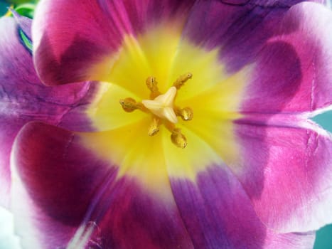Tulip