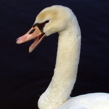 Swan