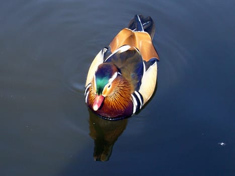 Duck