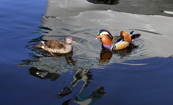 Ducks